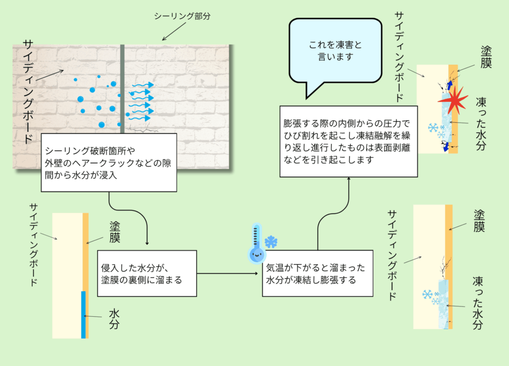 凍害が発生するメカニズムのイラスト