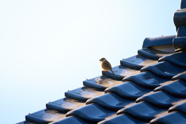 早朝の湿った屋根の写真