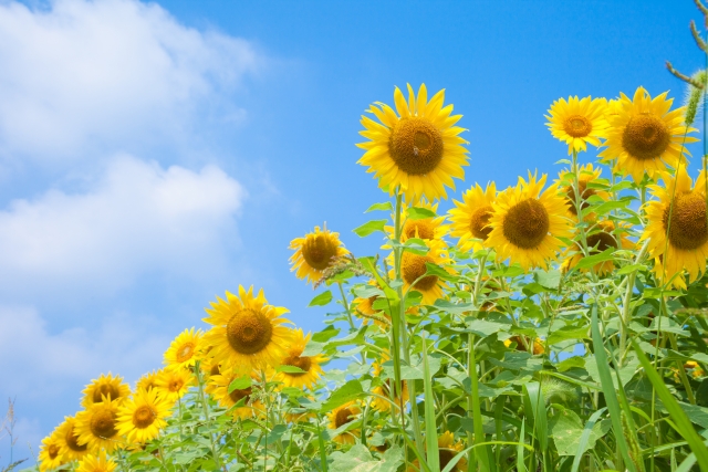 夏のイメージ画像